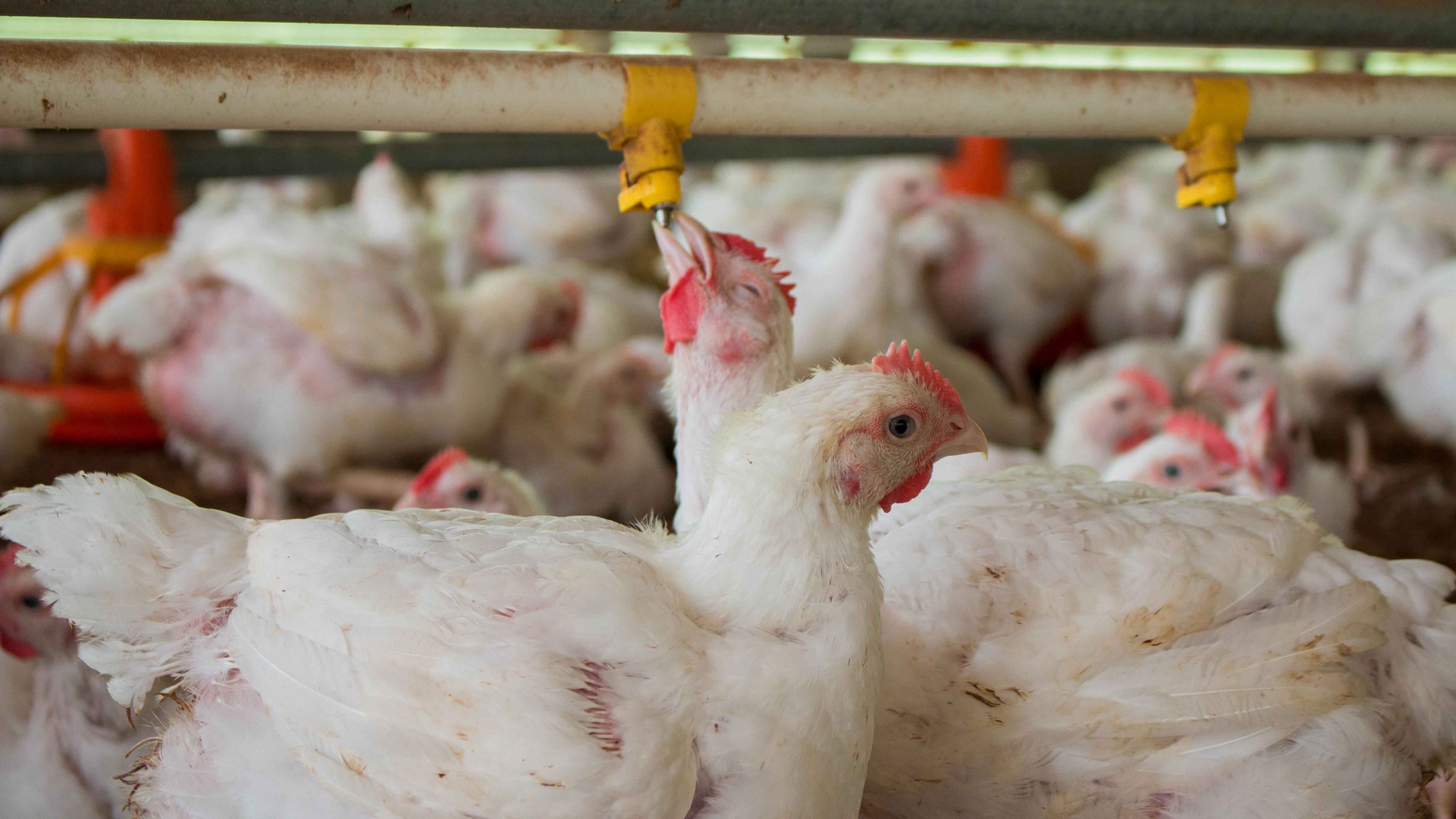 Quality broiler production at N.V. Suribreed